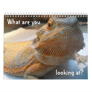 Fantastischer LUSTIGER Kalender für 2019