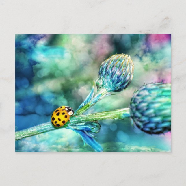 Fantastischer Marienkäfer Postkarte (Vorderseite)