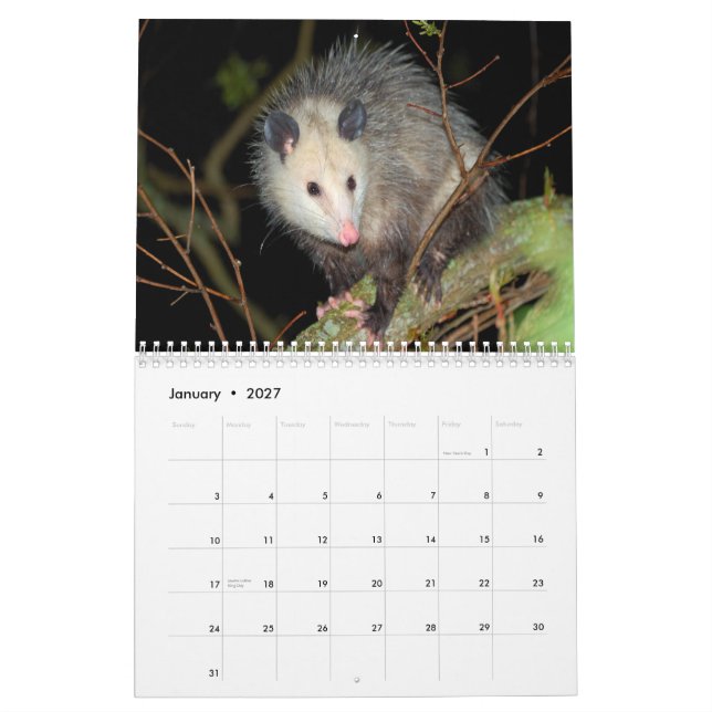 Fantastischer Opossum-Wandkalender Kalender (Jan 2027)