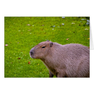 Fantastischer TierCapybara