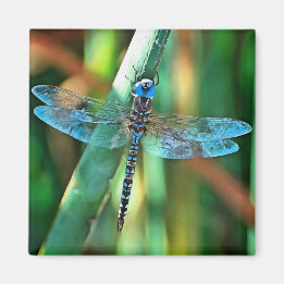 Fantasy Dragonfly in Türkis und Schwarz Magnet