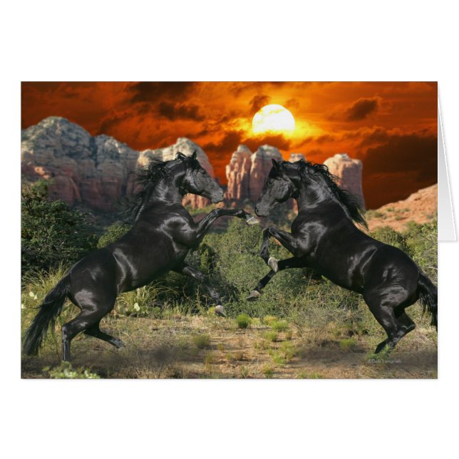 Fantasy Horses: Black Magic (Vorderseite (Horizontal))