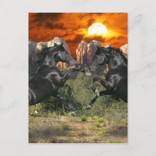 Fantasy Horses: Black Magic Postkarte