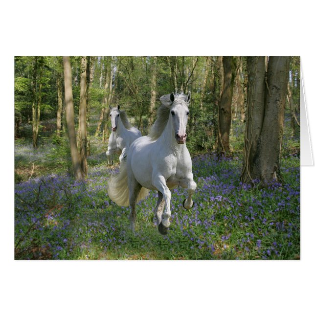 Fantasy Horses: Bluebell Wood (Vorderseite (Horizontal))