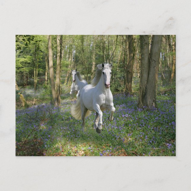 Fantasy Horses: Bluebell Wood Postkarte (Vorderseite)