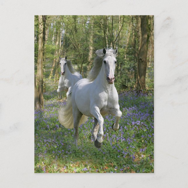 Fantasy Horses: Bluebell Wood Postkarte (Vorderseite)
