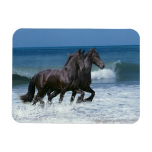 Fantasy Horses: Friesians & Sea Magnet