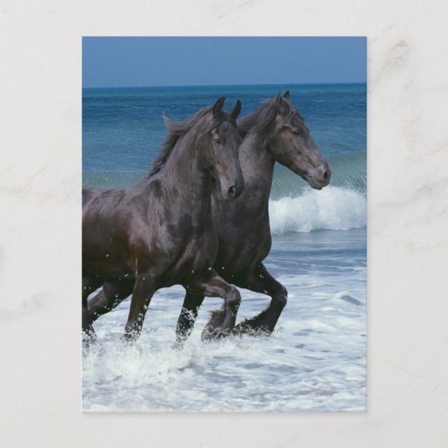 Fantasy Horses: Friesians & Sea Postkarte (Vorderseite)