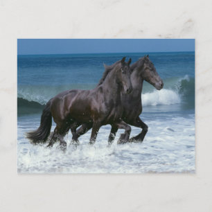 Fantasy Horses: Friesians & Sea Postkarte