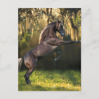 Fantasy Horses: Kriegerprinz Postkarte