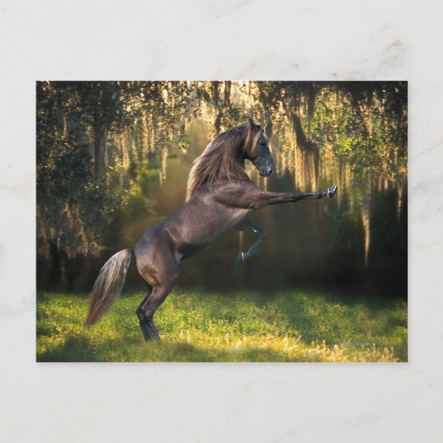 Fantasy Horses: Kriegerprinz Postkarte (Vorderseite)