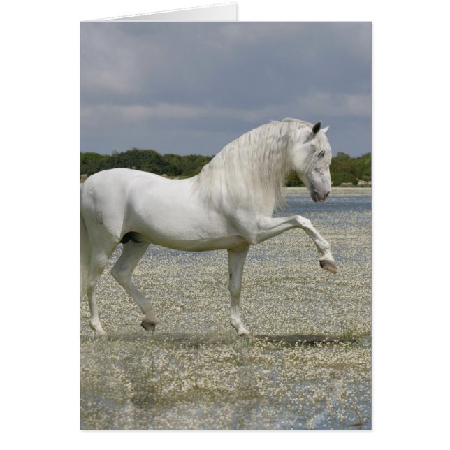 Fantasy Horses: Lord of the Lake (Vorne)