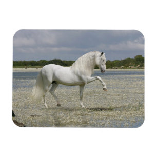 Fantasy Horses: Lord of the Lake Magnet