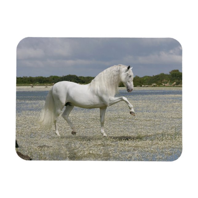 Fantasy Horses: Lord of the Lake Magnet (Horizontal)