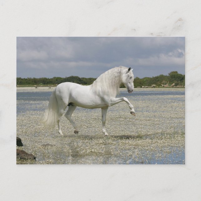 Fantasy Horses: Lord of the Lake Postkarte (Vorderseite)