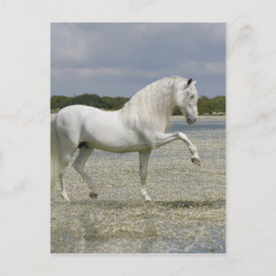 Fantasy Horses: Lord of the Lake Postkarte