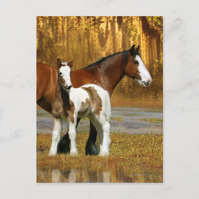 Fantasy Horses: Mare & Foal Postkarte (Vorderseite)
