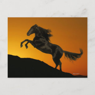 Fantasy Horses: Mountain Sunset Postkarte