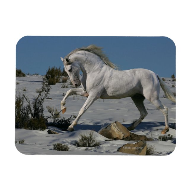 Fantasy Horses: Snow King Magnet (Horizontal)
