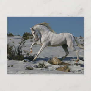 Fantasy Horses: Snow King Postkarte