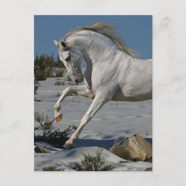 Fantasy Horses: Snow King Postkarte (Vorderseite)