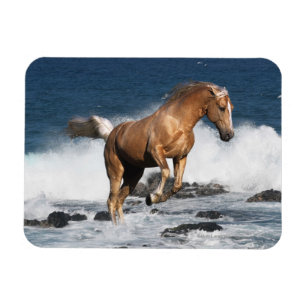 Fantasy Horses: Sommerspass Magnet