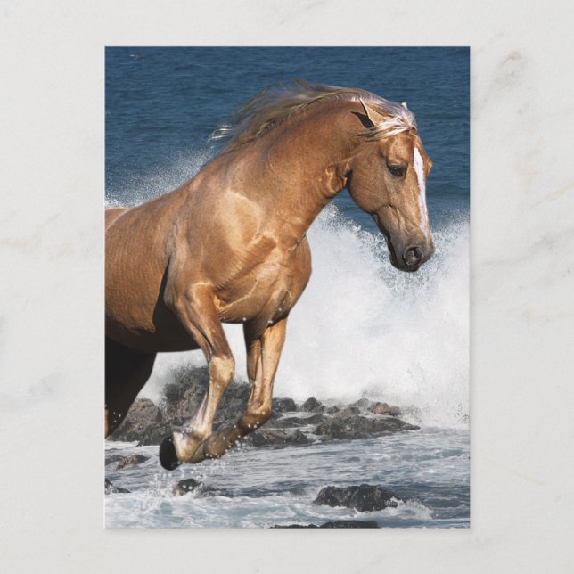 Fantasy Horses: Sommerspass Postkarte (Vorderseite)