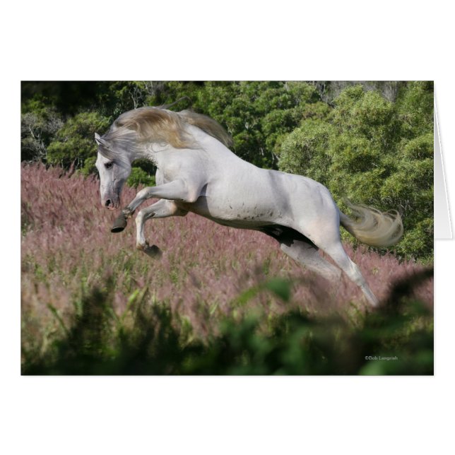 Fantasy Horses: Spring Gallop (Vorderseite (Horizontal))