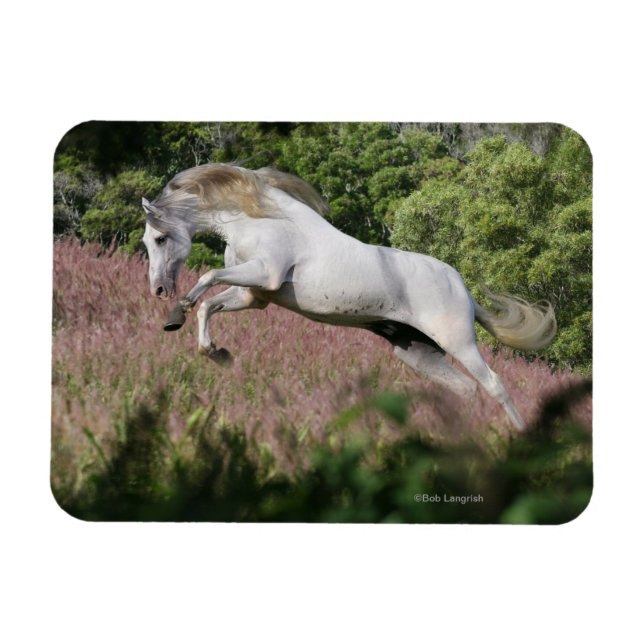 Fantasy Horses: Spring Gallop Magnet (Horizontal)