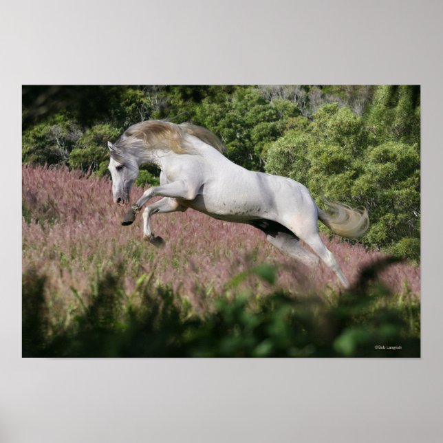 Fantasy Horses: Spring Gallop Poster (Vorne)
