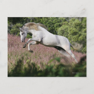Fantasy Horses: Spring Gallop Postkarte