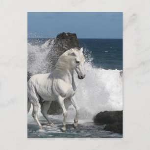 Fantasy Horses: Südliche Meere Postkarte