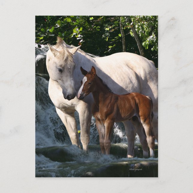 Fantasy Horses: Wasserfall Postkarte (Vorderseite)