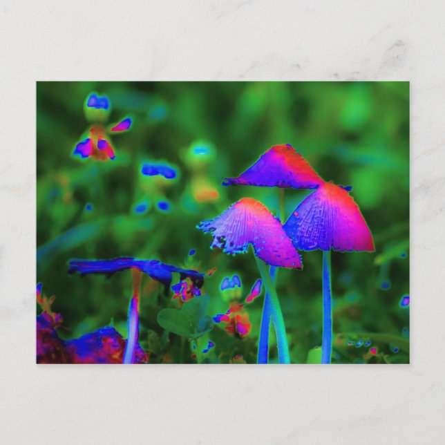 Fantasy Mushrooms Postkarte (Vorderseite)