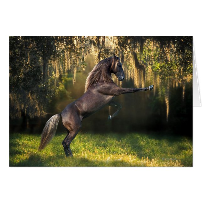 Fantasy Pferde: Kriegerprinz (Vorderseite (Horizontal))