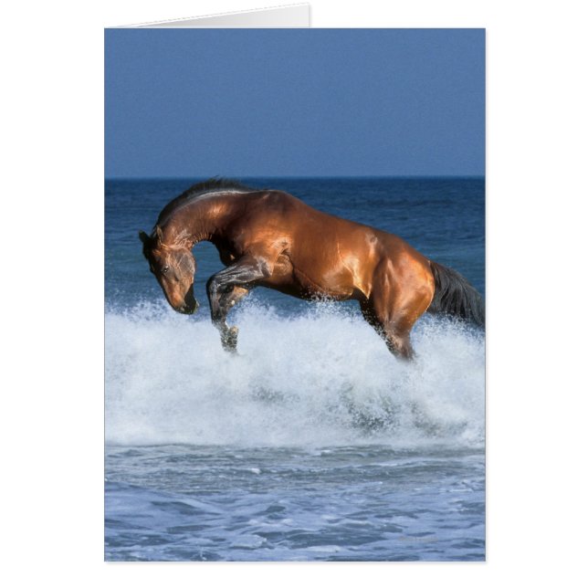 Fantasy Pferde: Selle Francais & Sea (Vorne)