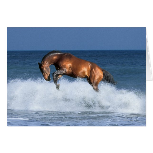 Fantasy Pferde: Selle Francais & Sea (Vorderseite (Horizontal))