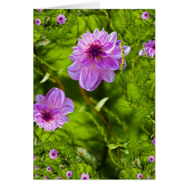 Fantasy Pink Dahlia (Vorne)