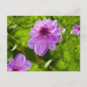 Fantasy Pink Dahlia Postkarte