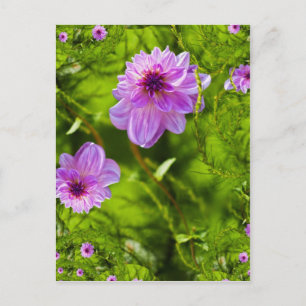 Fantasy Pink Dahlia Postkarte