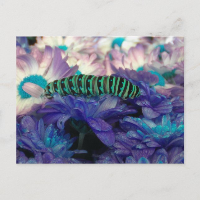 Fantasy Raupe Postcard Postkarte (Vorderseite)
