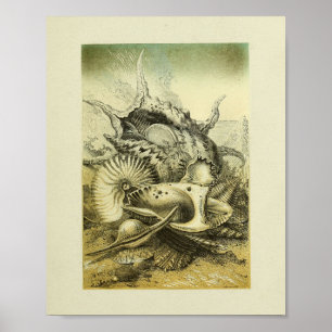 Farbdruckkunst von Conch-Muscheln Poster