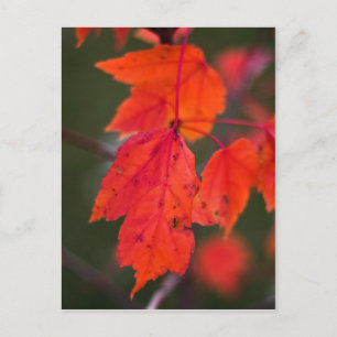 Farbe des späten Herbstes Postkarte