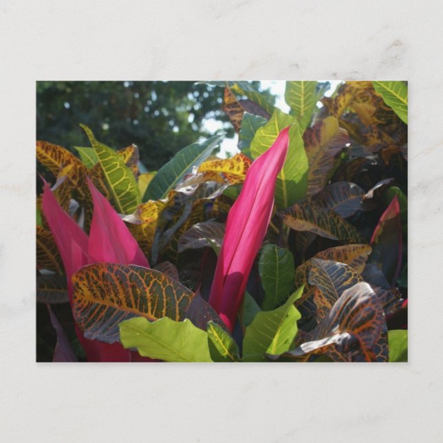 Farben Bucerias, Mexiko Postkarte (Vorderseite)