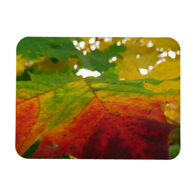 Farben der Ahornleaf Autumn Nature Fotografy Magnet (Horizontal)