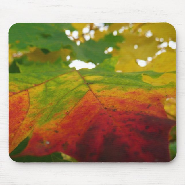Farben der Ahornleaf Autumn Nature Fotografy Mousepad (Vorne)