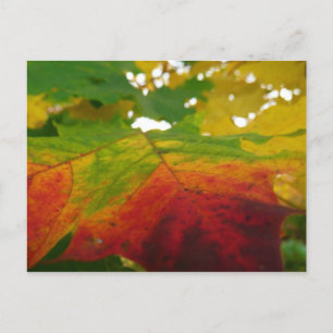 Farben der Ahornleaf Autumn Nature Fotografy Postkarte