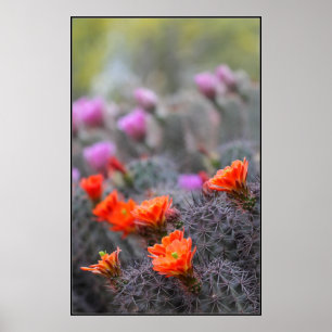 Farben der Wüste Poster