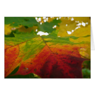 Farben des Ahornblattes Herbst Naturfotografie