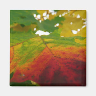 Farben des Ahornblattes Herbst Naturfotografie Magnet